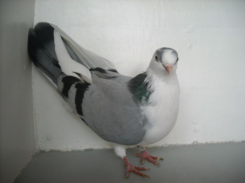  - PORUMBEI CARE MI AU APARTINUT