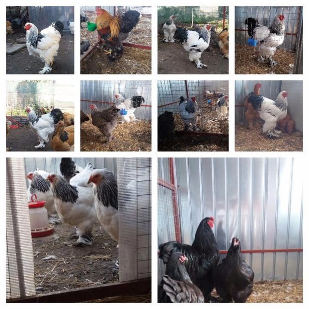 2017-11-04_09.55.05 - Brahma Varietăţii pt 2018