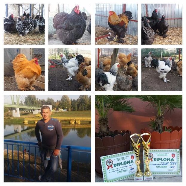 2017-11-04_10.02.46 - Brahma Varietăţii pt 2018