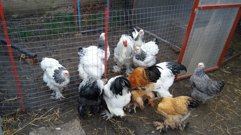  - Brahma Varietăţii pt 2018