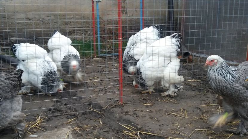  - Brahma Varietăţii pt 2018