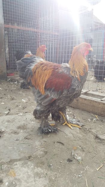  - Brahma Varietăţii pt 2018