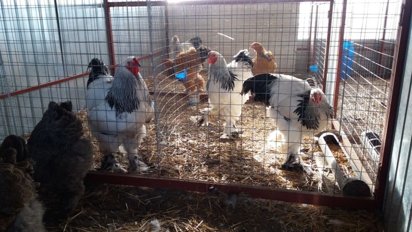 - Brahma Varietăţii pt 2018