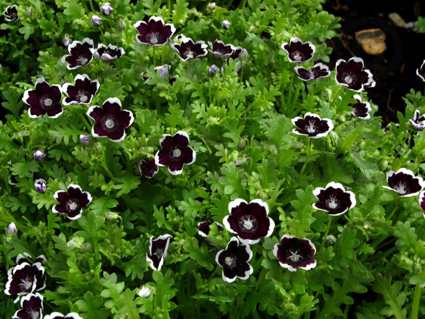  - Nemophila menziesii Penny Black