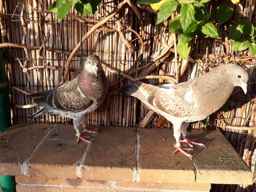 2_4 femele - 2017_Pui