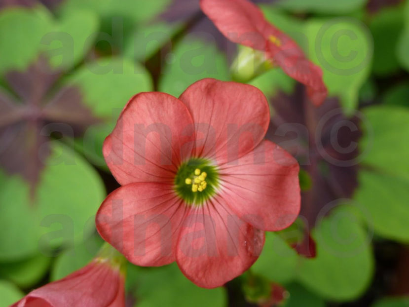  - Bulbi Oxalis Iron Cross