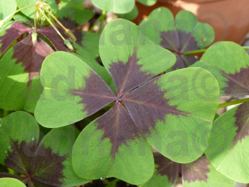  - Bulbi Oxalis Iron Cross