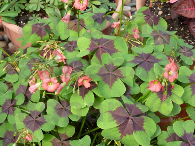  - Bulbi Oxalis Iron Cross