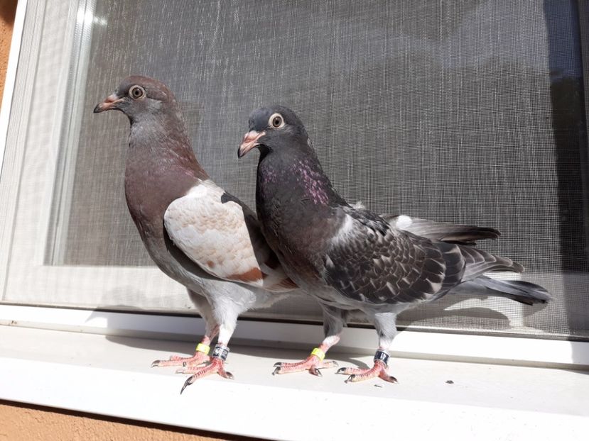 10_1 masculi - 2017_Pui