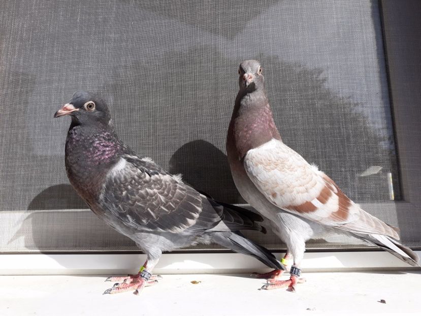 10_1 masculi horseman - 2017_Pui