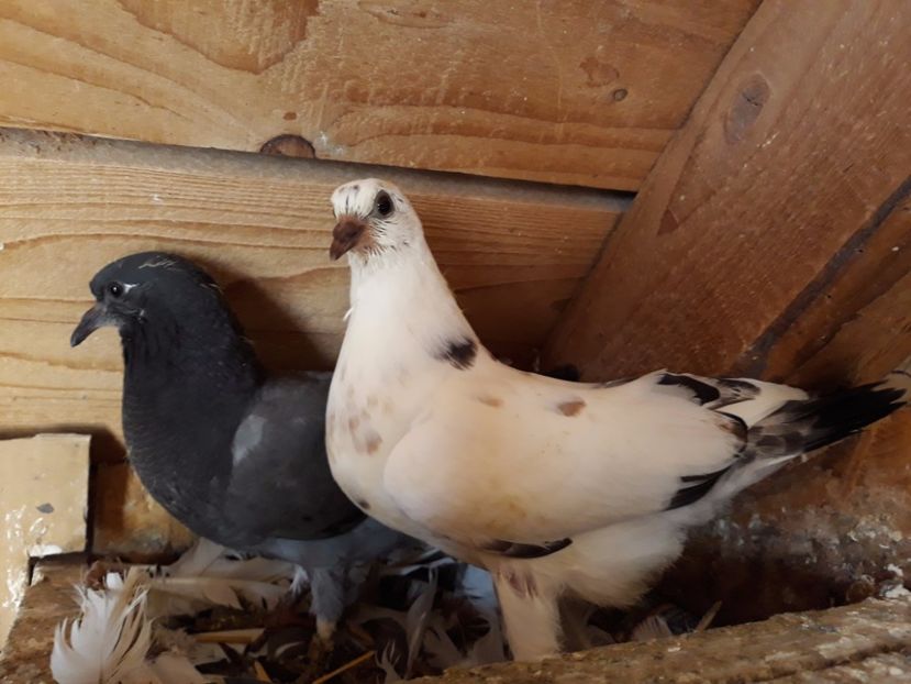 9_4 metis 75% horseman 25% tippler - 2017_Pui