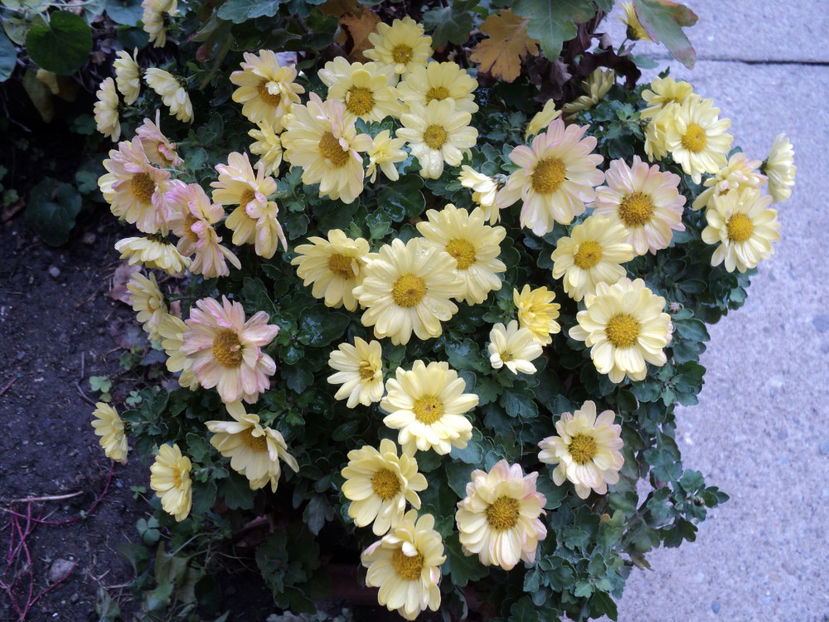 18 nov.2017 - CRIZANTEME