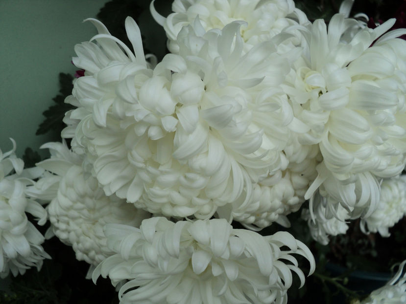 poze 2015 009 - CRIZANTEME