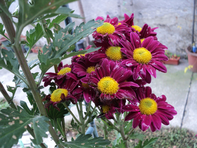 poze 2015 016 - CRIZANTEME