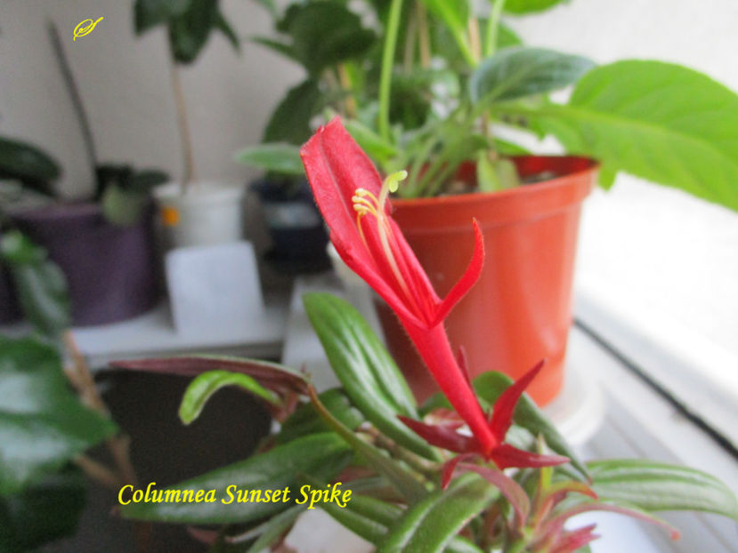 Columnea Sunset Spike(19-XI-2017)\ - Columnee 2017