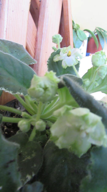 LE-Berillovyi Iney - Violete