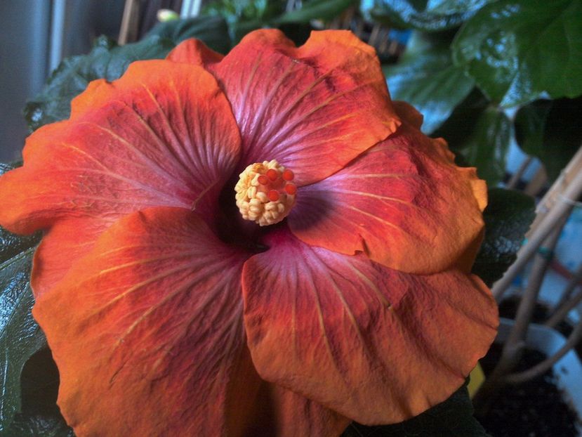 WIN_20171119_073800 - 0Hibiscus in colectie infloriti