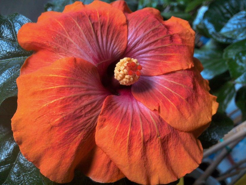 Taiwan Amanda - 0Hibiscus in colectie infloriti