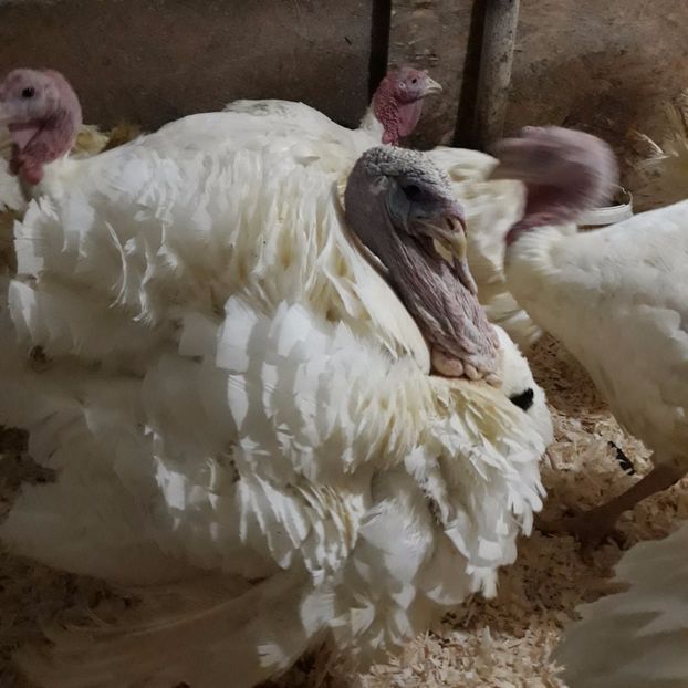 007 (2) - curcani generatia 2017