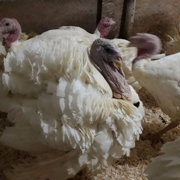  - curcani generatia 2017