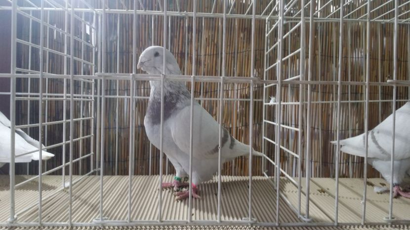 Ahile M 2016 - Sedinte si intalniri- VRDF