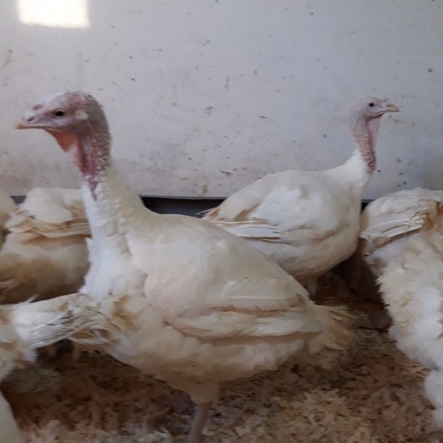  - curcani generatia 2017