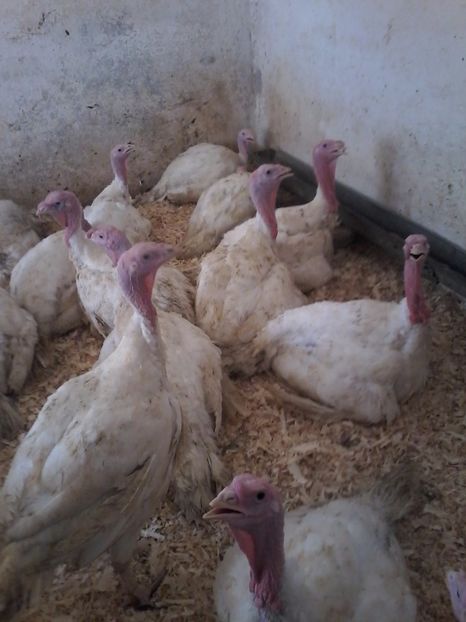  - curcani generatia 2017