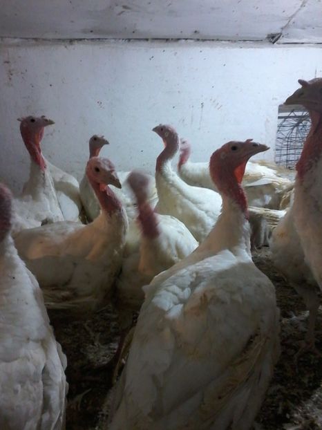  - curcani generatia 2017