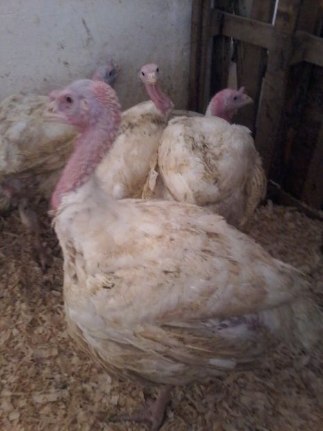  - curcani generatia 2017