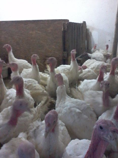  - curcani generatia 2017