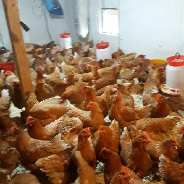  - puicute ouatoare generatia 2017