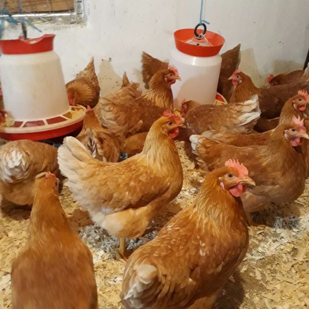  - puicute ouatoare generatia 2017