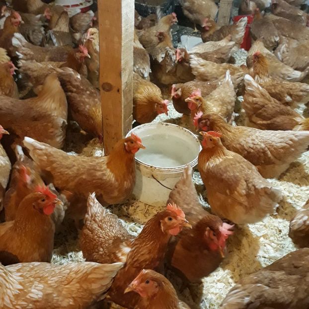  - puicute ouatoare generatia 2017