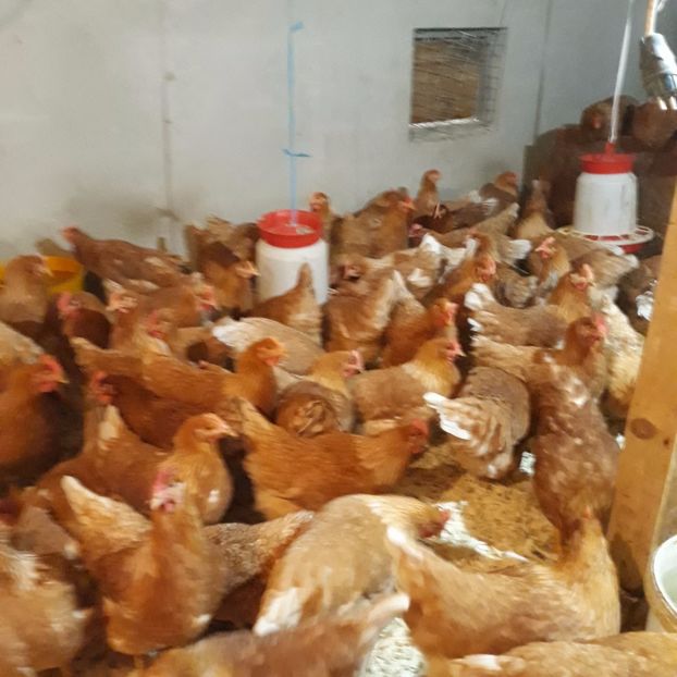  - puicute ouatoare generatia 2017