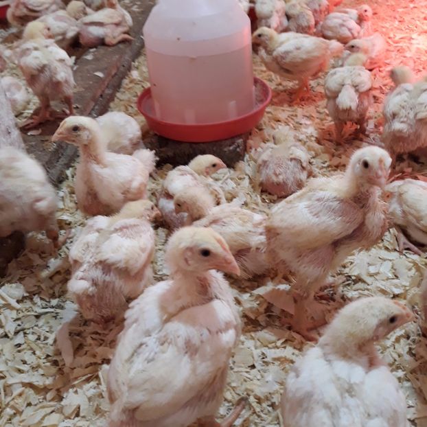 001 (3) - pui rasa de carne 2017