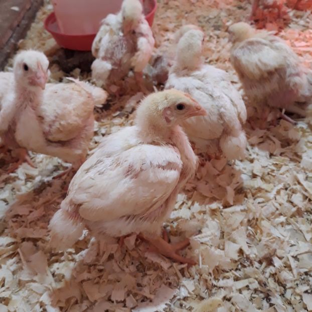 002 (3) - pui rasa de carne 2017