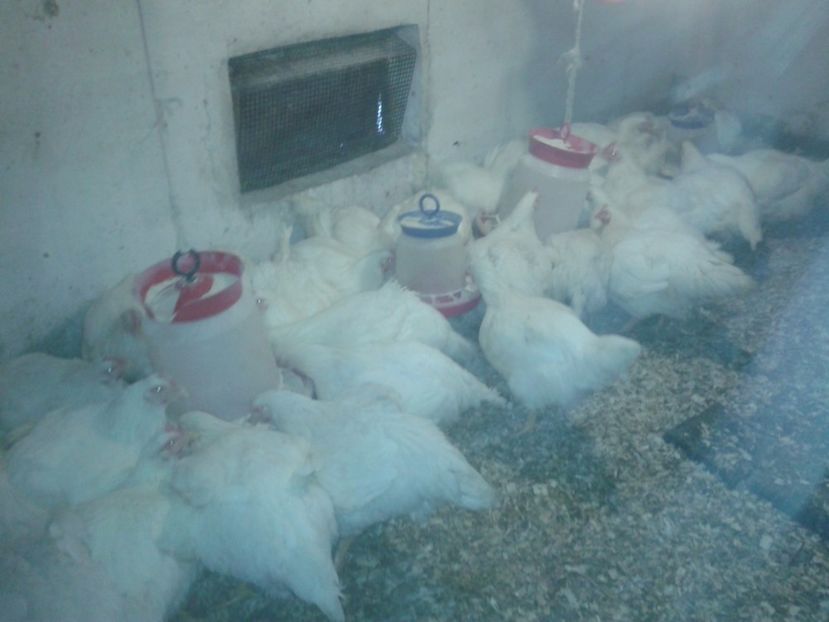  - pui rasa de carne 2017