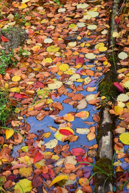  - O toamna ca-n povesti