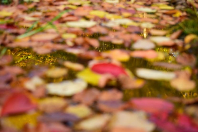  - O toamna ca-n povesti