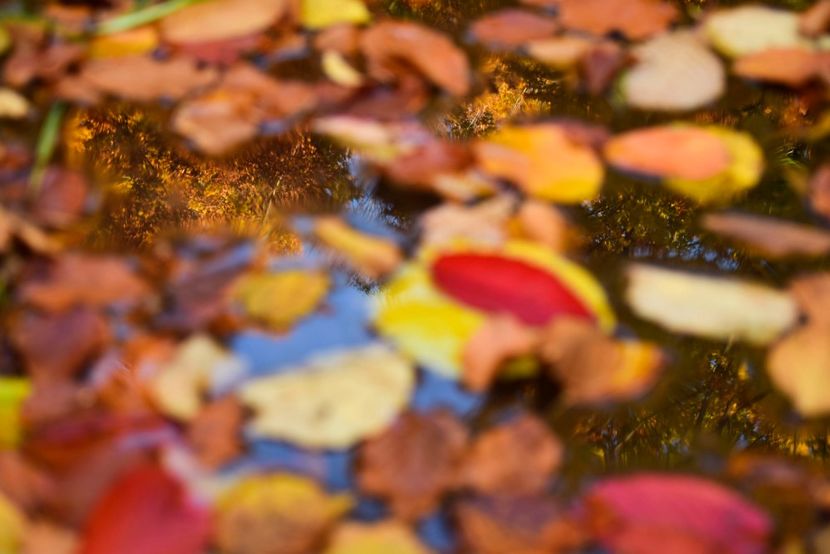  - O toamna ca-n povesti