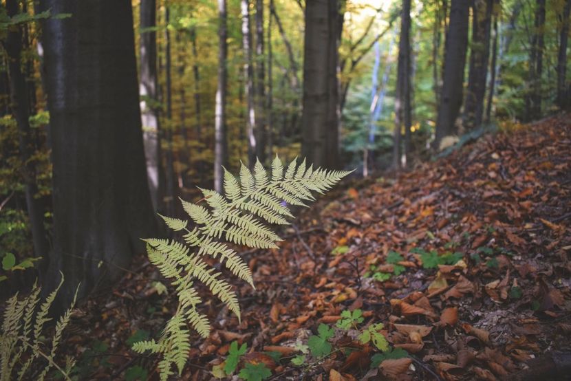  - O toamna ca-n povesti