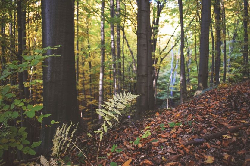  - O toamna ca-n povesti