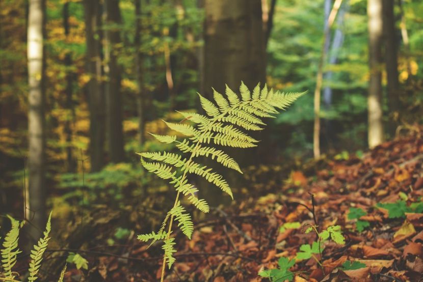  - O toamna ca-n povesti