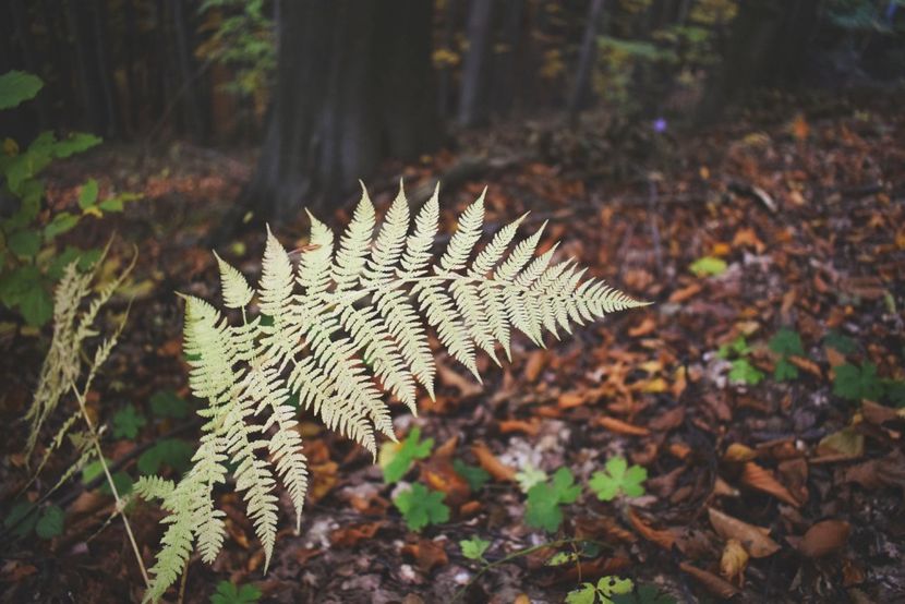  - O toamna ca-n povesti