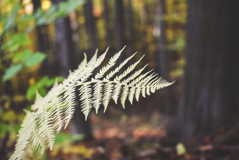  - O toamna ca-n povesti