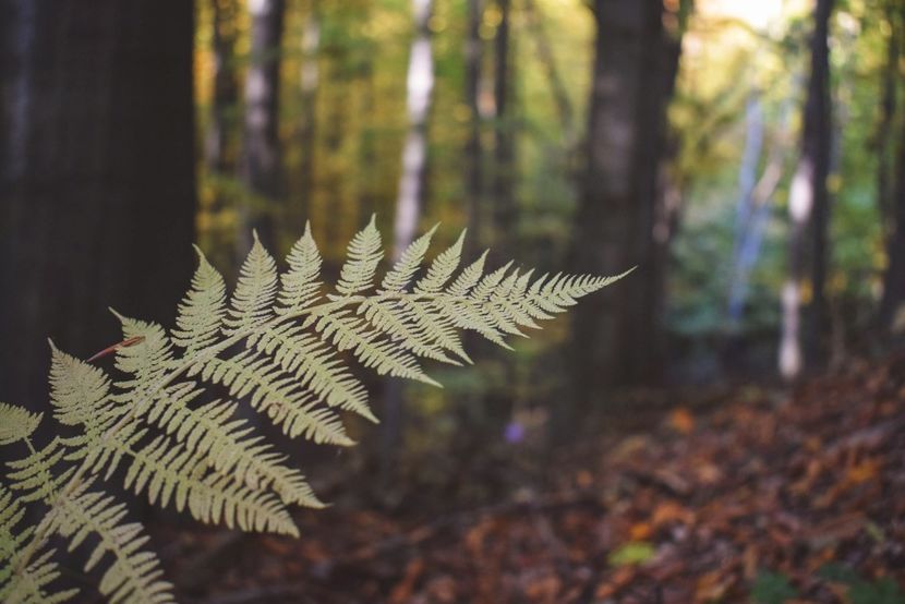  - O toamna ca-n povesti