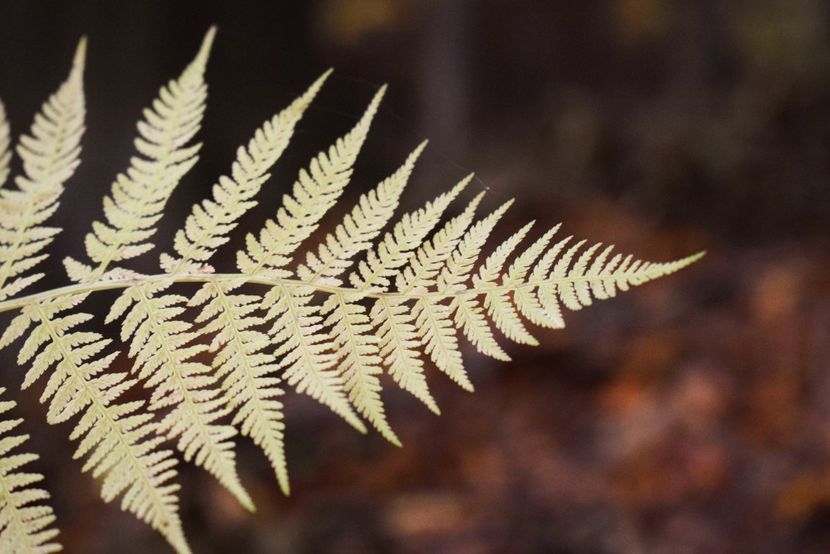  - O toamna ca-n povesti