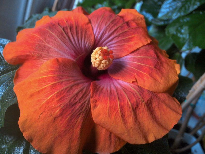 Taiwan Amanda - 0Hibiscus in colectie infloriti