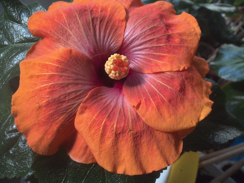 WIN_20171119_085338 - Taiwan Amanda