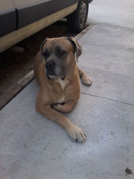  - paza si protectie asigurata de Bruno